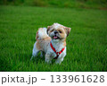 ワンちゃんの散歩 133961628