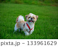ワンちゃんの散歩 133961629