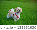 ワンちゃんの散歩 133961630