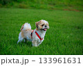 ワンちゃんの散歩 133961631