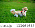 ワンちゃんの散歩 133961632