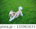 ワンちゃんの散歩 133961633
