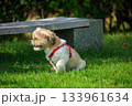 ワンちゃんの散歩 133961634