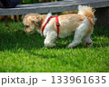 ワンちゃんの散歩 133961635