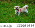 ワンちゃんの散歩 133961636