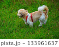 ワンちゃんの散歩 133961637