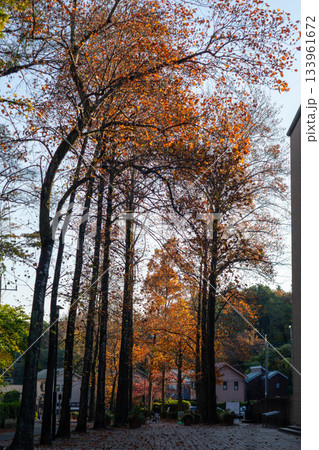 カラフルな秋の木々 - 赤黄緑の葉が混ざる紅葉 カラフルな秋の木々 - 赤黄緑の葉が混ざる紅葉 133961672
