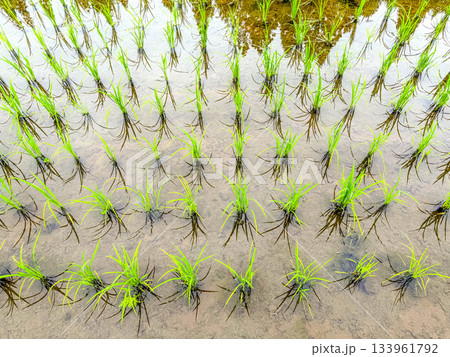 六月の田んぼ～いいいね～ 133961792