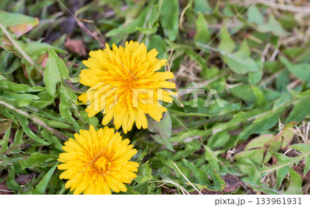 地面に元気に咲く二輪のたんぽぽの花 133961931