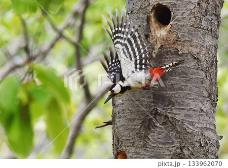 アカゲラ飛翔 133962070