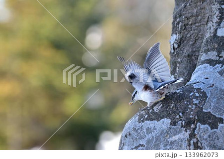 餌を見つけたゴジュウカラ 133962073