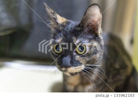 サビ猫 サビ猫 133962103