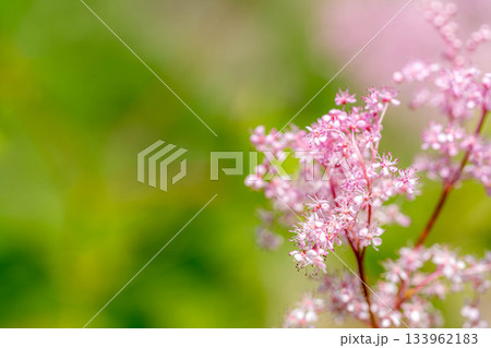 初夏の彩り～下野草(シモツケソウ)～ 133962183