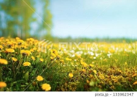 Spring summer blurred natural background. Beautiful meadow field with fresh grass and yellow dandelion flowers against sky. 133962347