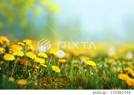Spring summer blurred natural background. Beautiful meadow field with fresh grass and yellow dandelion flowers against sky. 133962348