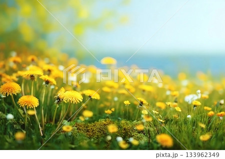 Spring summer blurred natural background. Beautiful meadow field with fresh grass and yellow dandelion flowers against sky. 133962349