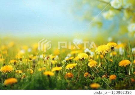 Spring summer blurred natural background. Beautiful meadow field with fresh grass and yellow dandelion flowers against sky. Spring summer blurred natural background. Beautiful meadow field with fresh grass and yellow dandelion flowers against sky. 133962350