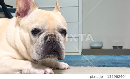 餌を待つフレンチブルドッグ 133962404