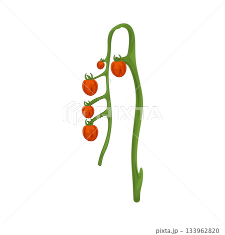 Illustration of tomato plant Illustration of tomato plant 133962820