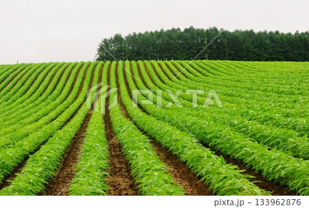 初夏の美しい畑 133962876