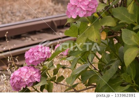 アジサイ 浜田山 アジサイ 浜田山 133962891