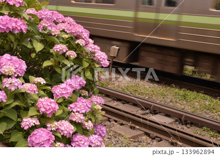 井の頭線　アジサイ　浜田山 133962894