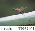 整備された野球場 133963101