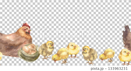 Farm birds family seamless border with brown hen, yellow chicks and nest with eggs watercolor illustration. Hand drawn rustic animals banner,farmyard clipart for wallpaper, packing design 133963231