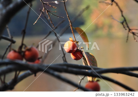 柿の実 柿の実 133963242
