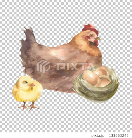Farm hen with yellow baby chick, nest with eggs watercolor illustration. Hand drawn farm birds, small chick and brown mother hen clipart for rustic life design, eco organic product packing 133963245