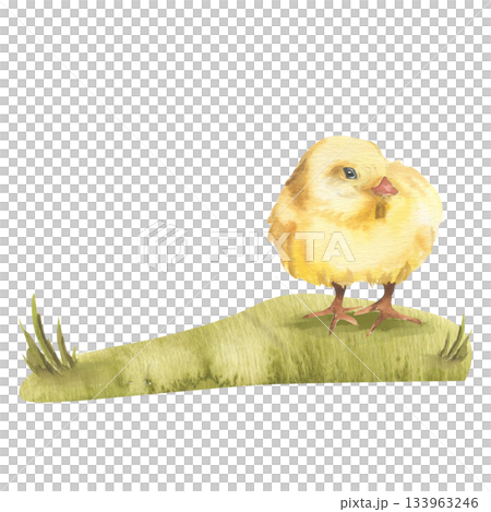 Farm rustic illustration with small yellow chicken on green grass watercolor clipart. Isolated home pet, fluffy farm bird painting for rustic life, kid's book, sticker, village animal design. Farm rustic illustration with small yellow chicken on green grass watercolor clipart. Isolated home pet, fluffy farm bird painting for rustic life, kid's book, sticker, village animal design. 133963246