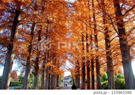 北九州市立総合農事センター 紅葉した入口の樹木 133963386