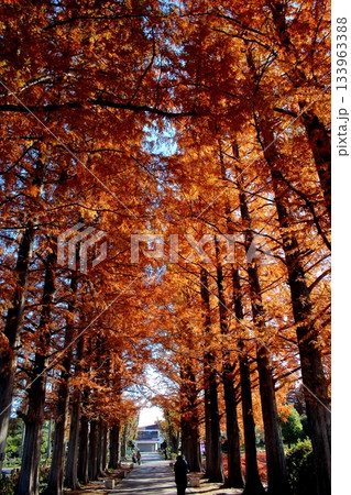 北九州市立総合農事センター 紅葉した入口の樹木 【縦位置】 北九州市立総合農事センター 紅葉した入口の樹木 【縦位置】 133963388
