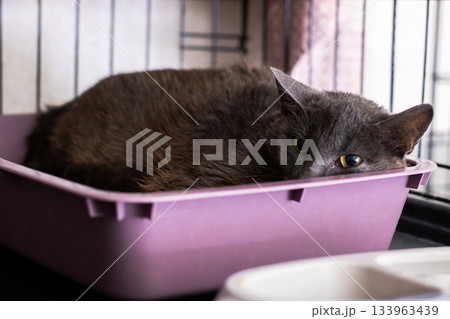 Serene cat relaxes peacefully curled within vibrant basin beside sunlit window Serene cat relaxes peacefully curled within vibrant basin beside sunlit window 133963439