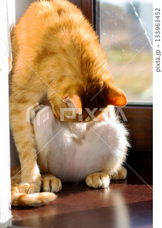 Cats sharing tender moment, Domestic scene of cats relaxing and grooming in warm light 133963452