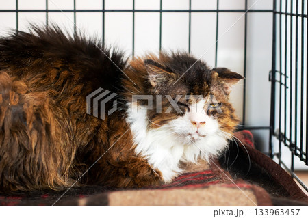Tranquil image of domestically rescued calico cat peacefully lying in safe enclosure Tranquil image of domestically rescued calico cat peacefully lying in safe enclosure 133963457