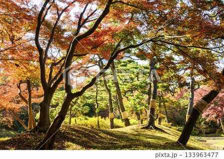 東京都 小石川後楽園 不老水、藤棚、花菖蒲田付近 紅葉の風景 国の特別史跡 東京都 小石川後楽園 不老水、藤棚、花菖蒲田付近 紅葉の風景 国の特別史跡 133963477