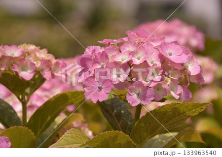 アジサイ　浜田山 133963540