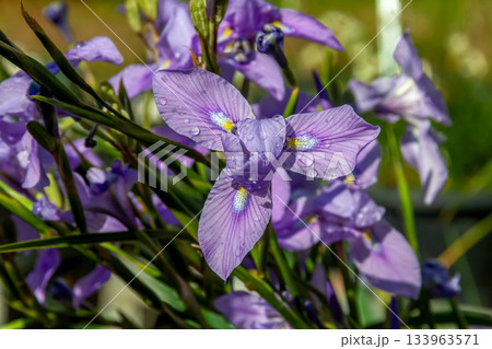 モレア・ポリスタキア【アヤメ科モラエア属】 モレア・ポリスタキア【アヤメ科モラエア属】 133963571