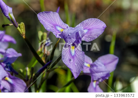 モレア・ポリスタキア【アヤメ科モラエア属】 133963572