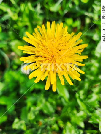 Closeup Yellow Dandelion Flower Macro 133963696