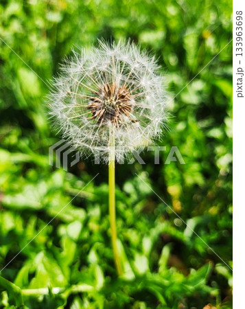 Closeup Dandelion Seedhead Macro in a Green Garden Closeup Dandelion Seedhead Macro in a Green Garden 133963698