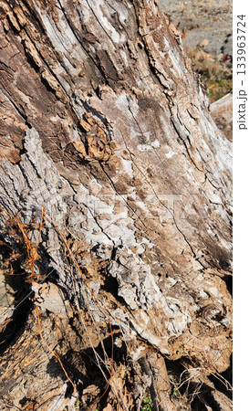 Weathered Log Sticking Out of Dry Grass Under Bright Sun in Rustic Outdoor Scene Natural Weathered Log Sticking Out of Dry Grass Under Bright Sun in Rustic Outdoor Scene Natural 133963724