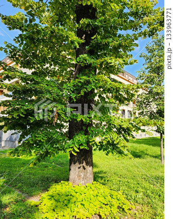 Lush Green Tree Trunk in Park 133963771