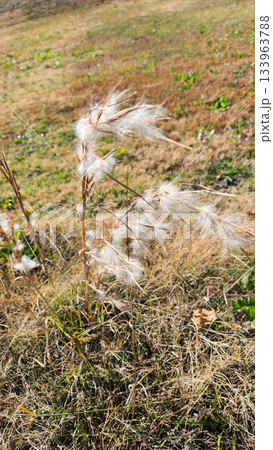 Dry Seed Heads Of Wild Grass With Spiky Brown Pods In A Quiet Field Scene Dry Seed Heads Of Wild Grass With Spiky Brown Pods In A Quiet Field Scene 133963788