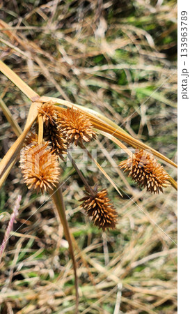 Dry Seed Heads Of Wild Grass With Spiky Brown Pods In A Quiet Field Scene 133963789