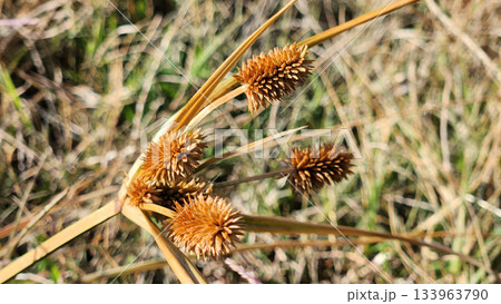 Dry Seed Heads Of Wild Grass With Spiky Brown Pods In A Quiet Field Scene 133963790