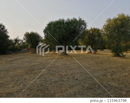 Olive Trees in Summer Field Olive Trees in Summer Field 133963796