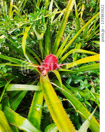 Bromeliad Plant with Red Fruit Close-up Bromeliad Plant with Red Fruit Close-up 133963822