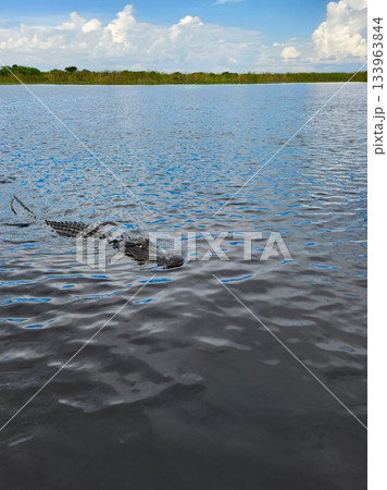 Crocodile Swimming in Calm Water 133963844
